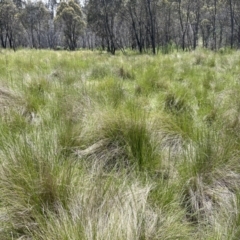 Vicia sativa at Tennent, ACT - 9 Dec 2022 12:27 PM