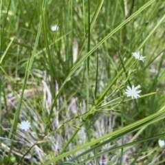 Stellaria angustifolia (Swamp Starwort) at Tennent, ACT - 9 Dec 2022 by chromo