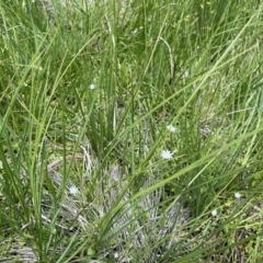 Stellaria angustifolia at Tennent, ACT - 9 Dec 2022