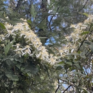 Clematis aristata at Tennent, ACT - 9 Dec 2022 12:19 PM