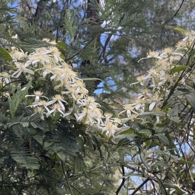 Clematis aristata (Mountain Clematis) at Namadgi National Park - 9 Dec 2022 by chromo