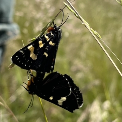 Phalaenoides tristifica (Willow-herb Day-moth) at Tennent, ACT - 9 Dec 2022 by chromo