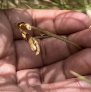 Gastrodia sesamoides at Tennent, ACT - suppressed