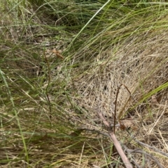 Gastrodia sesamoides at Tennent, ACT - suppressed