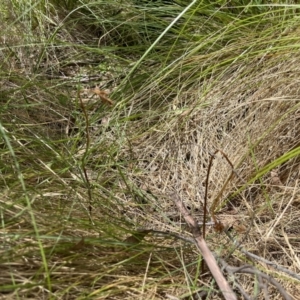 Gastrodia sesamoides at Tennent, ACT - suppressed