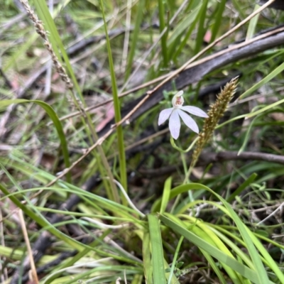 Caladenia carnea (Pink Fingers) at Tennent, ACT - 9 Dec 2022 by chromo