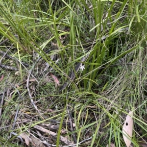 Caladenia carnea at Tennent, ACT - suppressed