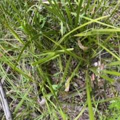 Caladenia carnea at Tennent, ACT - suppressed