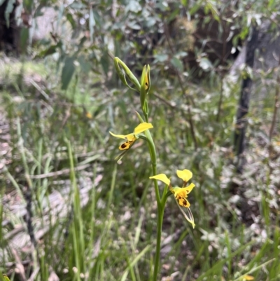 Diuris sulphurea (Tiger Orchid) at Tennent, ACT - 9 Dec 2022 by chromo