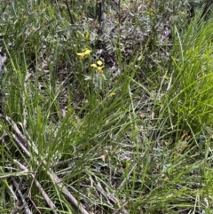 Diuris sulphurea at Tennent, ACT - 9 Dec 2022