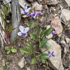 Viola betonicifolia subsp. betonicifolia (Arrow-Leaved Violet) at Cotter River, ACT - 9 Dec 2022 by Pirom