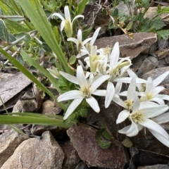 Clematis aristata (Mountain Clematis) at Cotter River, ACT - 9 Dec 2022 by Pirom