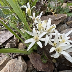 Clematis aristata at Cotter River, ACT - 9 Dec 2022