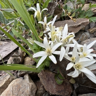 Clematis aristata (Mountain Clematis) at Namadgi National Park - 9 Dec 2022 by Pirom