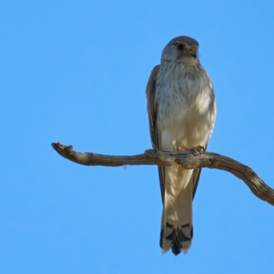 Falco cenchroides (Nankeen Kestrel) at Molonglo River Reserve - 10 Dec 2022 by MichaelJF