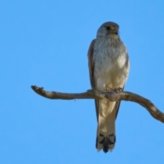 Falco cenchroides (Nankeen Kestrel) at Molonglo Valley, ACT - 10 Dec 2022 by MichaelJF