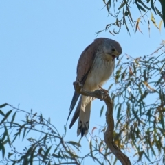 Falco cenchroides at Molonglo Valley, ACT - 10 Dec 2022