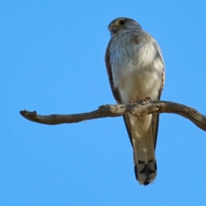 Falco cenchroides at Molonglo Valley, ACT - 10 Dec 2022