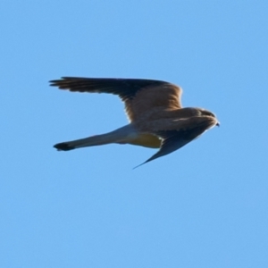 Falco cenchroides at Molonglo Valley, ACT - 10 Dec 2022 06:40 PM