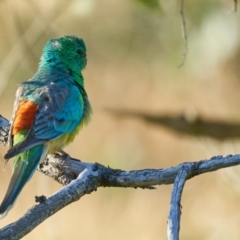 Psephotus haematonotus (Red-rumped Parrot) at Molonglo Valley, ACT - 10 Dec 2022 by MichaelJF