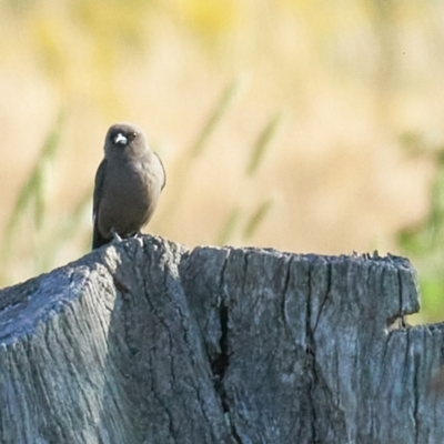 Artamus cyanopterus cyanopterus (Dusky Woodswallow) at Molonglo River Reserve - 10 Dec 2022 by MichaelJF