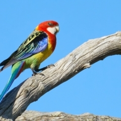 Platycercus eximius (Eastern Rosella) at Molonglo River Reserve - 10 Dec 2022 by MichaelJF