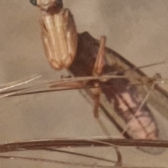 Mantispidae (family) (Unidentified mantisfly) at Gundaroo, NSW - 10 Dec 2022 by Gunyijan