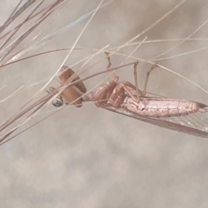 Mantispidae (family) at Gundaroo, NSW - 10 Dec 2022 03:48 PM