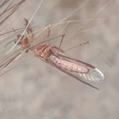 Mantispidae (family) at Gundaroo, NSW - 10 Dec 2022 03:48 PM