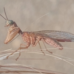 Mantispidae (family) at Gundaroo, NSW - 10 Dec 2022