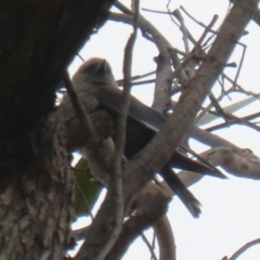 Artamus cyanopterus cyanopterus (Dusky Woodswallow) at Paddys River, ACT - 9 Dec 2022 by RodDeb