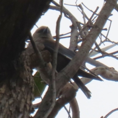 Artamus cyanopterus cyanopterus (Dusky Woodswallow) at Tidbinbilla Nature Reserve - 9 Dec 2022 by RodDeb