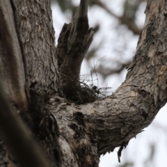 Artamus cyanopterus cyanopterus at Paddys River, ACT - 9 Dec 2022