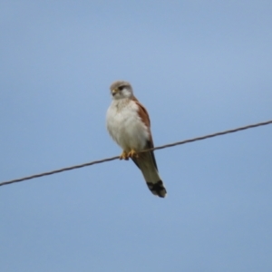 Falco cenchroides at Paddys River, ACT - 9 Dec 2022