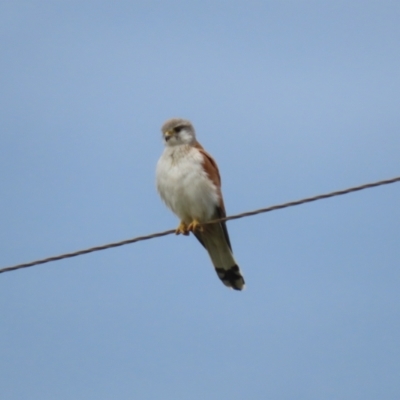 Falco cenchroides (Nankeen Kestrel) at Tidbinbilla Nature Reserve - 9 Dec 2022 by RodDeb