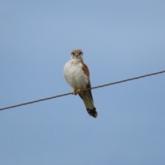 Falco cenchroides at Paddys River, ACT - 9 Dec 2022