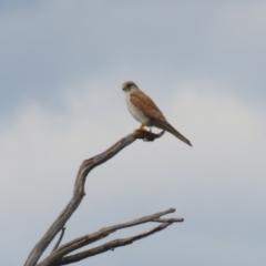 Falco cenchroides at Paddys River, ACT - 9 Dec 2022