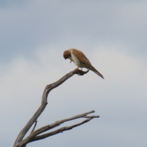 Falco cenchroides at Paddys River, ACT - 9 Dec 2022