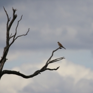 Falco cenchroides at Paddys River, ACT - 9 Dec 2022