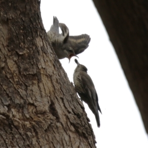 Cormobates leucophaea at Paddys River, ACT - 9 Dec 2022 02:50 PM