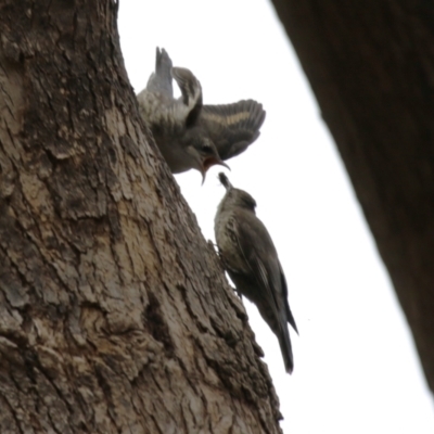 Cormobates leucophaea (White-throated Treecreeper) at Paddys River, ACT - 9 Dec 2022 by RodDeb