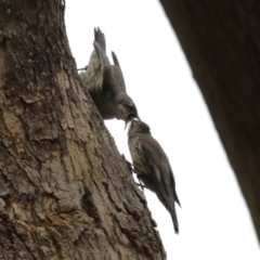 Cormobates leucophaea at Paddys River, ACT - 9 Dec 2022 02:50 PM