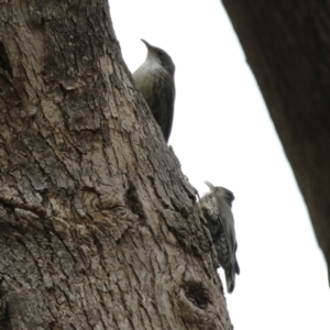 Cormobates leucophaea at Paddys River, ACT - 9 Dec 2022 02:50 PM