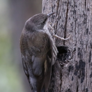 Cormobates leucophaea at Paddys River, ACT - 9 Dec 2022 02:50 PM