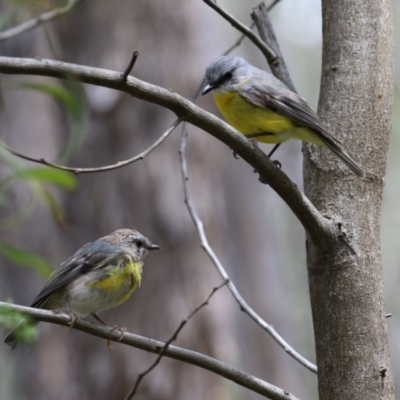 Eopsaltria australis (Eastern Yellow Robin) at Tidbinbilla Nature Reserve - 9 Dec 2022 by RodDeb