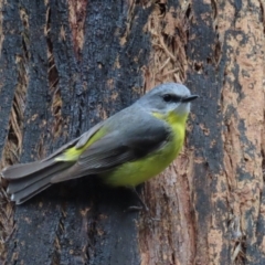 Eopsaltria australis at Paddys River, ACT - 9 Dec 2022