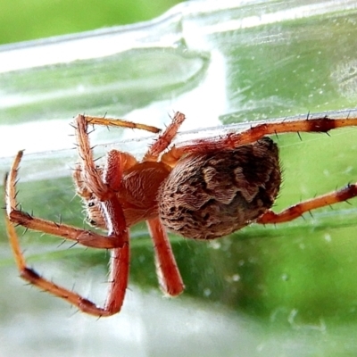 Salsa fuliginata (Sooty Orb-weaver) at Crooked Corner, NSW - 5 Dec 2022 by Milly