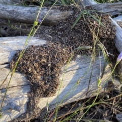 Papyrius nitidus (Shining Coconut Ant) at QPRC LGA - 10 Dec 2022 by Steve_Bok