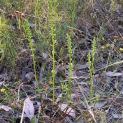 Microtis parviflora (Slender Onion Orchid) at Jerrabomberra, NSW - 10 Dec 2022 by SteveBorkowskis