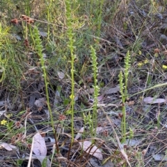 Microtis parviflora (Slender Onion Orchid) at Jerrabomberra, NSW - 10 Dec 2022 by Steve_Bok